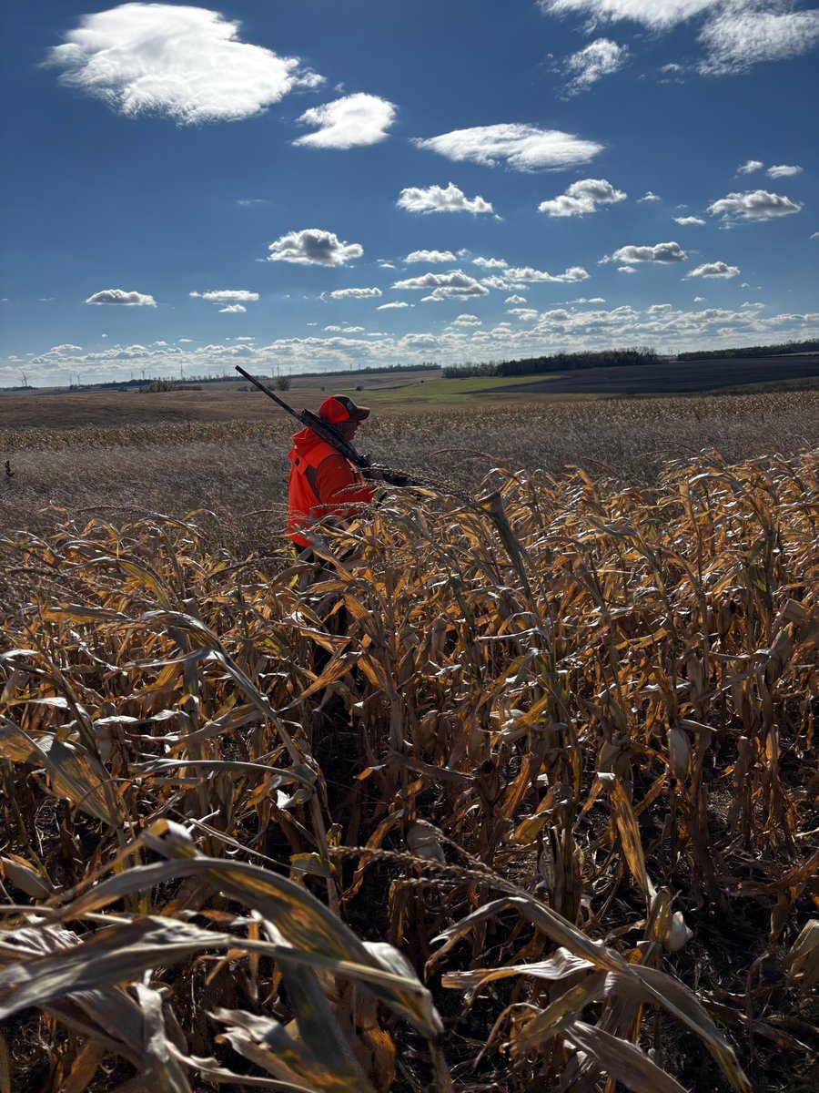 SDStateCAFES's tweet image. The annual Dean’s Pheasant Hunt is a uniquely South Dakota tradition that showcases the relationship between the two main contributors to the South Dakota economy: agriculture and the state’s natural resources.

sdstate.edu/news/2025/11/a…
