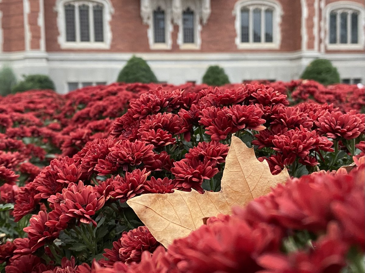 PalmeriJoAnn's tweet image. Scenes around the Bizz today #FloraFriday #LibrariesFromTheOutside