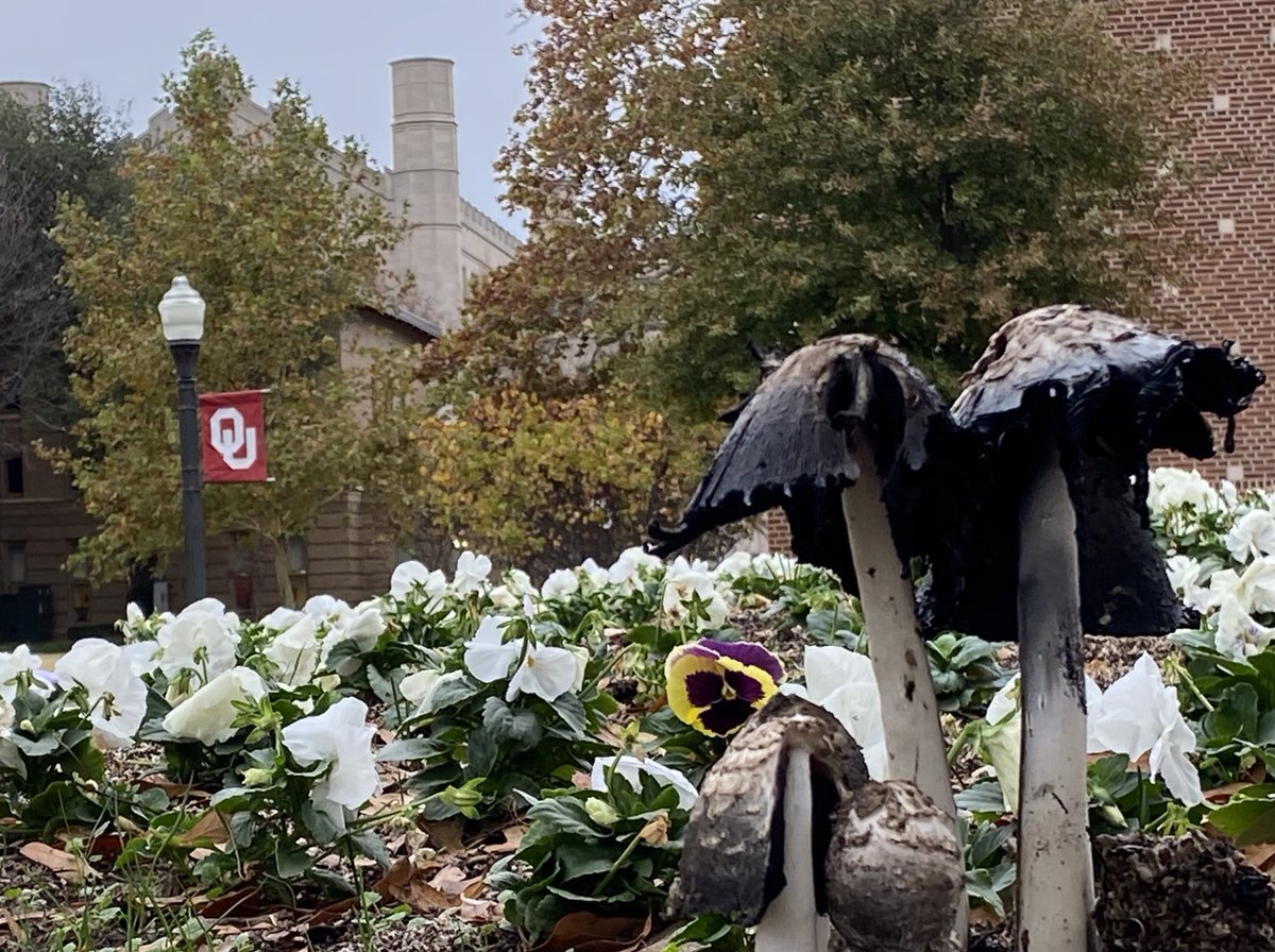 PalmeriJoAnn's tweet image. Scenes around the Bizz today #FloraFriday #LibrariesFromTheOutside