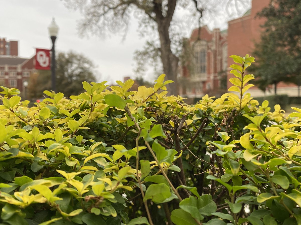 PalmeriJoAnn's tweet image. Scenes around the Bizz today #FloraFriday #LibrariesFromTheOutside
