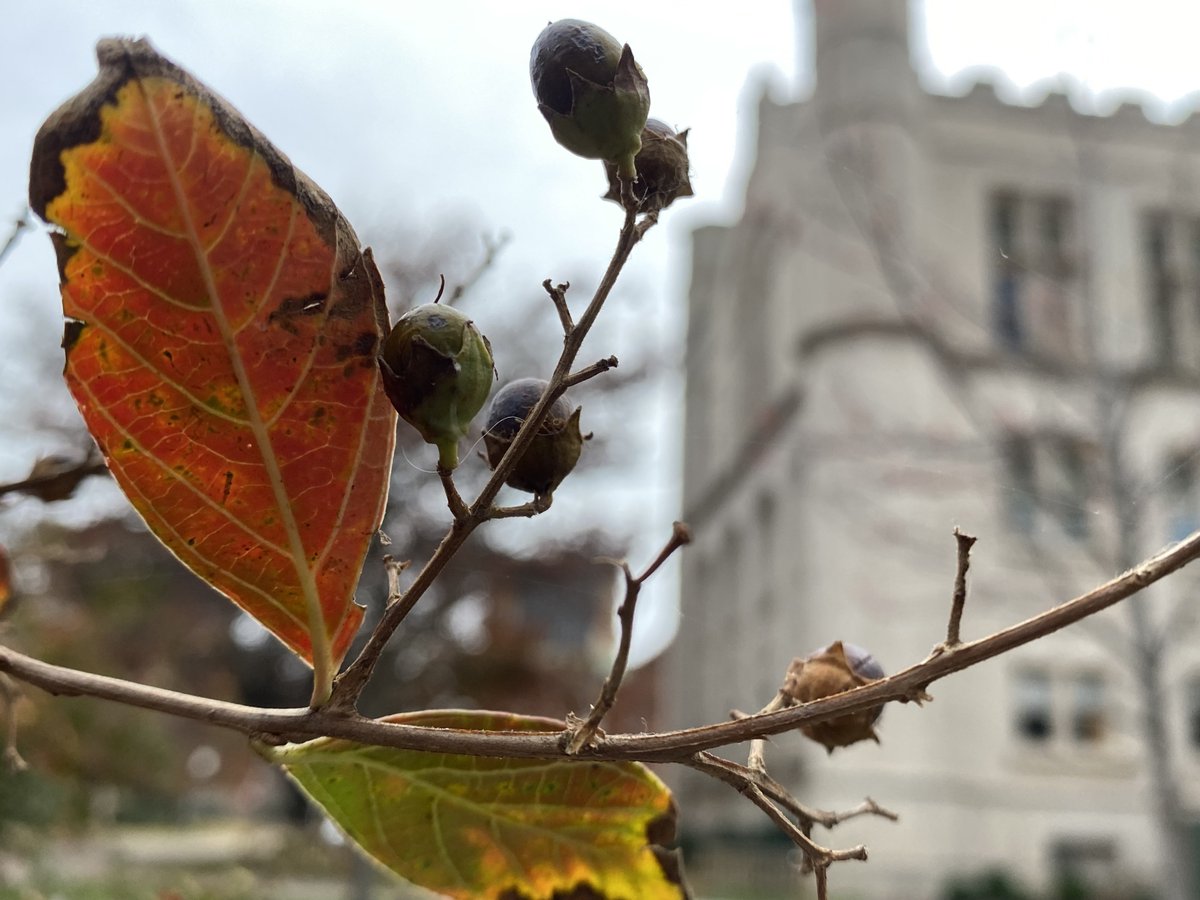 PalmeriJoAnn's tweet image. Scenes around the Bizz today #FloraFriday #LibrariesFromTheOutside