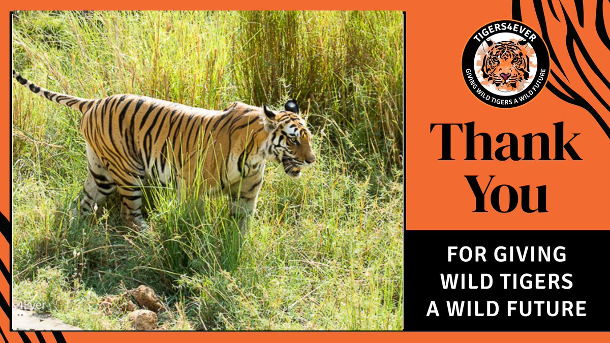Tigers4Ever tweet media