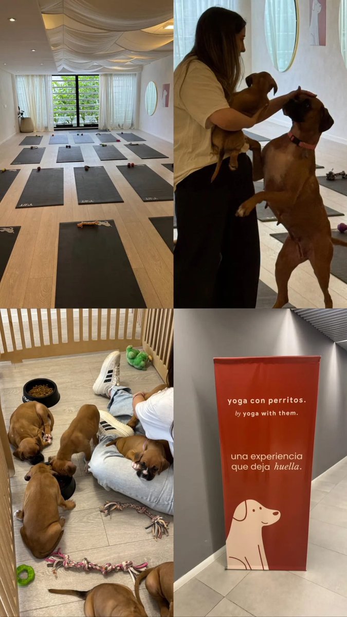 Ready for my favorite decompression puppy activity post <a href="/devconnect/">Avaya DevConnect</a> 🐶🧘‍♂️

Thanks <a href="/AlloraNetwork/">Allora</a> for the invite!