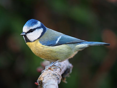 zimuth's tweet image. Haven’t seen a blue tit in a while