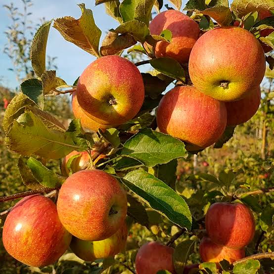 «Органічні сади України» оновили 8 га насаджень і готують щороку замінювати ще по 8–10 га.
У господарстві продовжують перехід до інтенсивного типу садівництва, закладаючи молоді яблуні Джонаголд та Айдаред. Більшість врожаю буде спрямована на переробку.