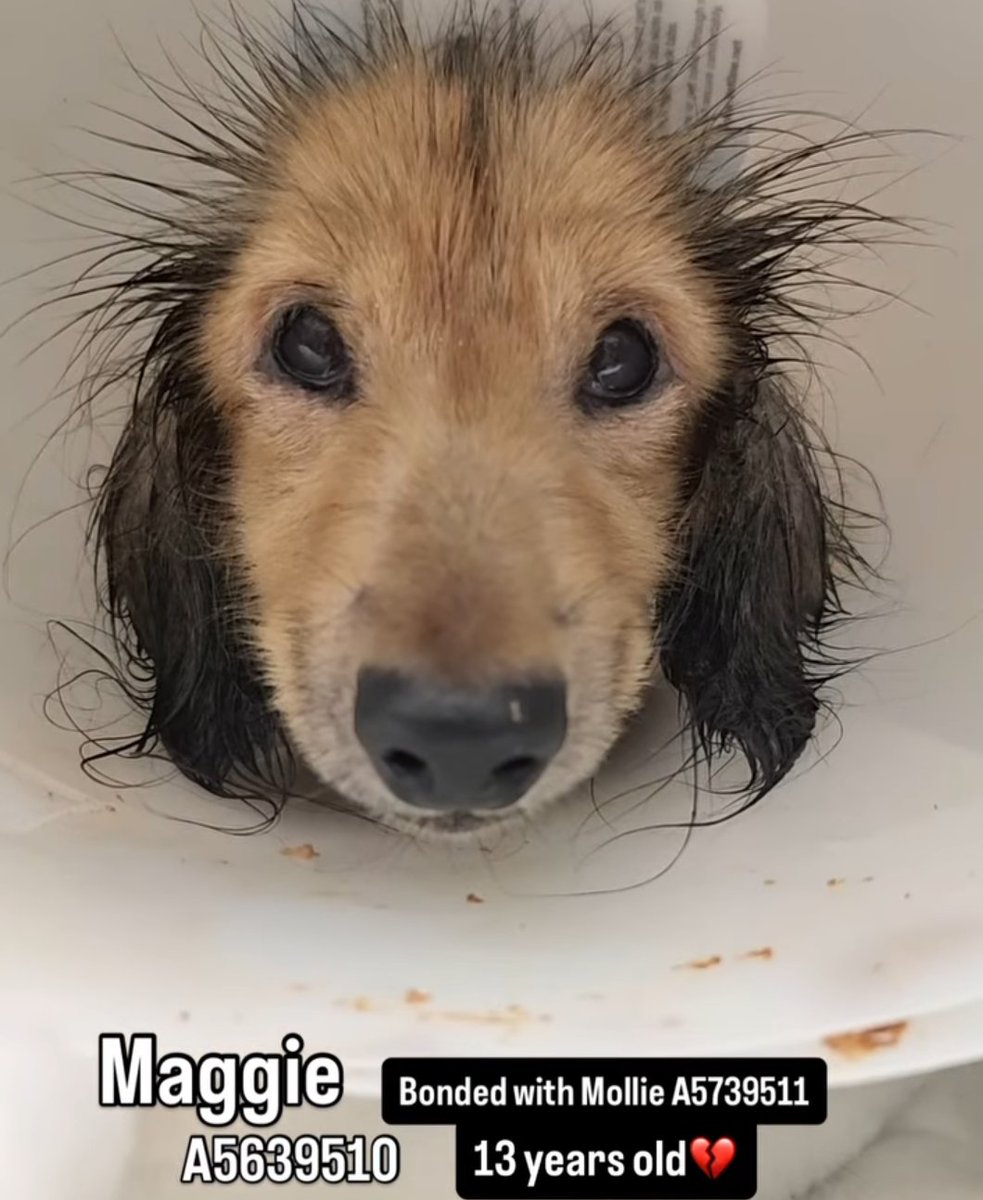 Maple 🐕 🎹 🎸 💙 tweet media