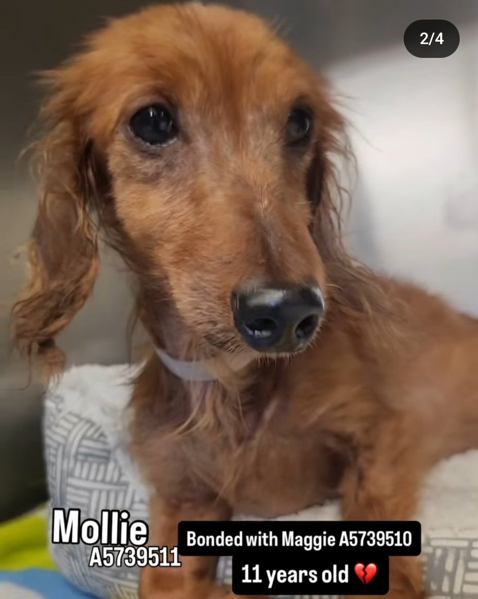 Maple 🐕 🎹 🎸 💙 tweet media