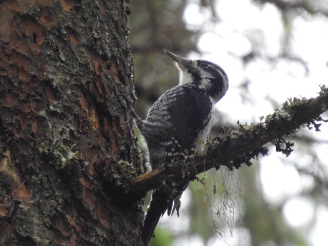 JohnHansford67's tweet photo. Three-toed Woodpecker, Romania, this afternoon https://t.co/MNQi1EjWaB
