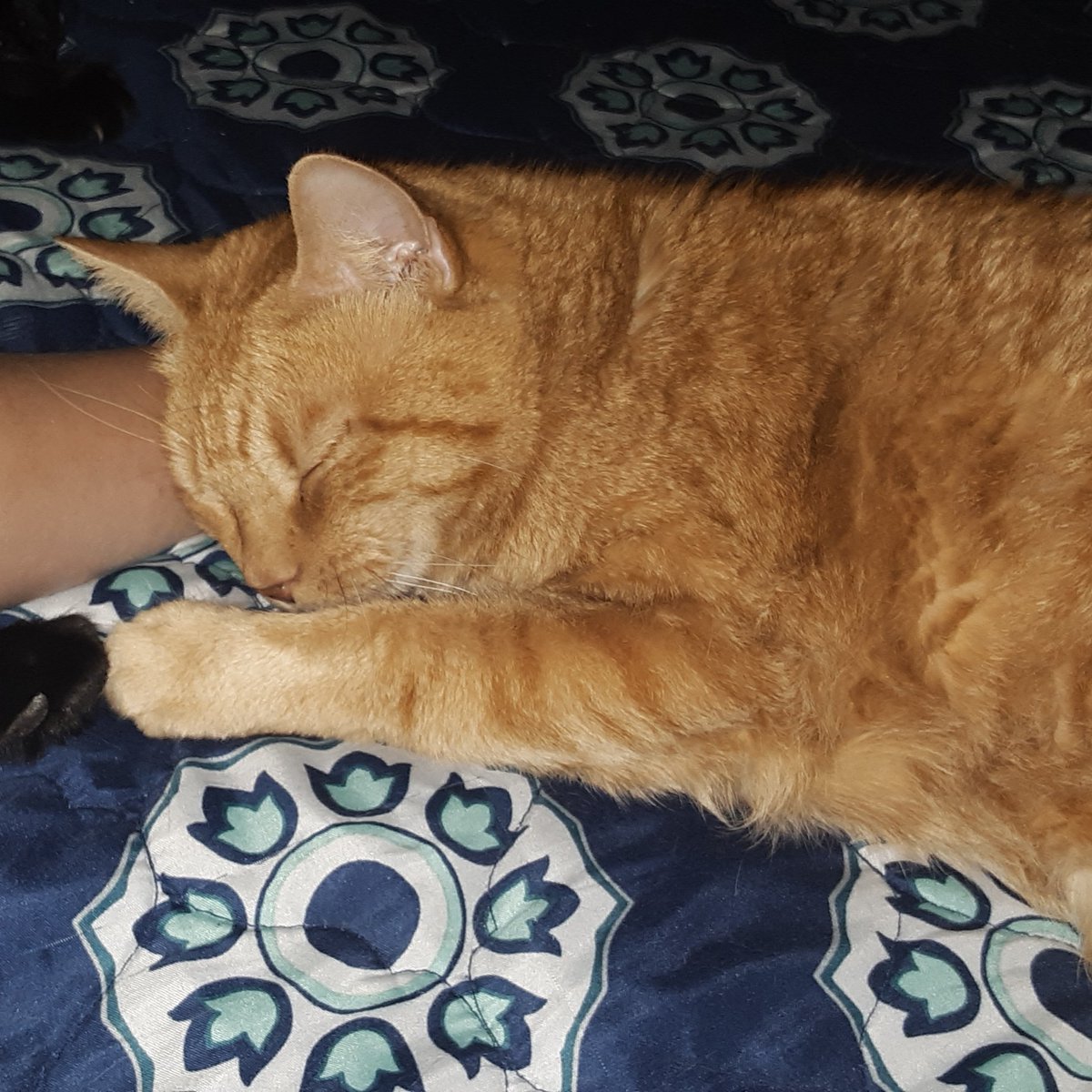 My chonky old girl❤
She spends the day either sleeping or begging for food😅