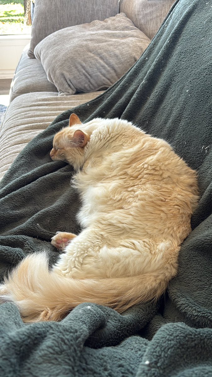 Enzo, aka Lorenzo fettuccine