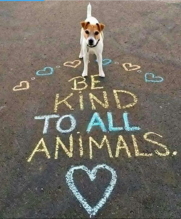 TweeetsOfDogs's tweet image. Be kind with all animals !!