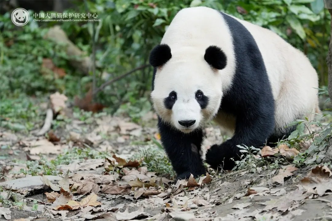 pandas_fr's tweet image. 🐼🐼 🇨🇳✈️🇲🇾 Le mâle Chen Xing alias Bai Feng et la femelle Xiao Yue alias Xing Yi ont rejoint le zoo de Negara (Kuala Lumpur, Malaisie) le 18 novembre ⤵️⤵️

panda.fr/le-male-chen-x…

📸 CCRCGP
@zoo_negara
