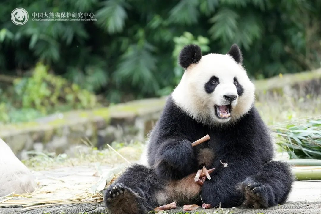 pandas_fr's tweet image. 🐼🐼 🇨🇳✈️🇲🇾 Le mâle Chen Xing alias Bai Feng et la femelle Xiao Yue alias Xing Yi ont rejoint le zoo de Negara (Kuala Lumpur, Malaisie) le 18 novembre ⤵️⤵️

panda.fr/le-male-chen-x…

📸 CCRCGP
@zoo_negara