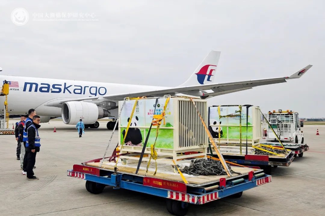 pandas_fr's tweet image. 🐼🐼 🇨🇳✈️🇲🇾 Le mâle Chen Xing alias Bai Feng et la femelle Xiao Yue alias Xing Yi ont rejoint le zoo de Negara (Kuala Lumpur, Malaisie) le 18 novembre ⤵️⤵️

panda.fr/le-male-chen-x…

📸 CCRCGP
@zoo_negara