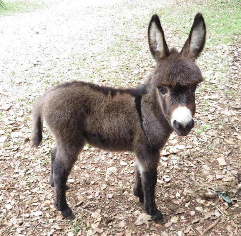 BestinDogs's tweet image. I&apos;M SAD, EVERYONE LOVES DOGS, CATS, BUT NOBODY LOVES ME BECAUSE I&apos;M A DONKEY
