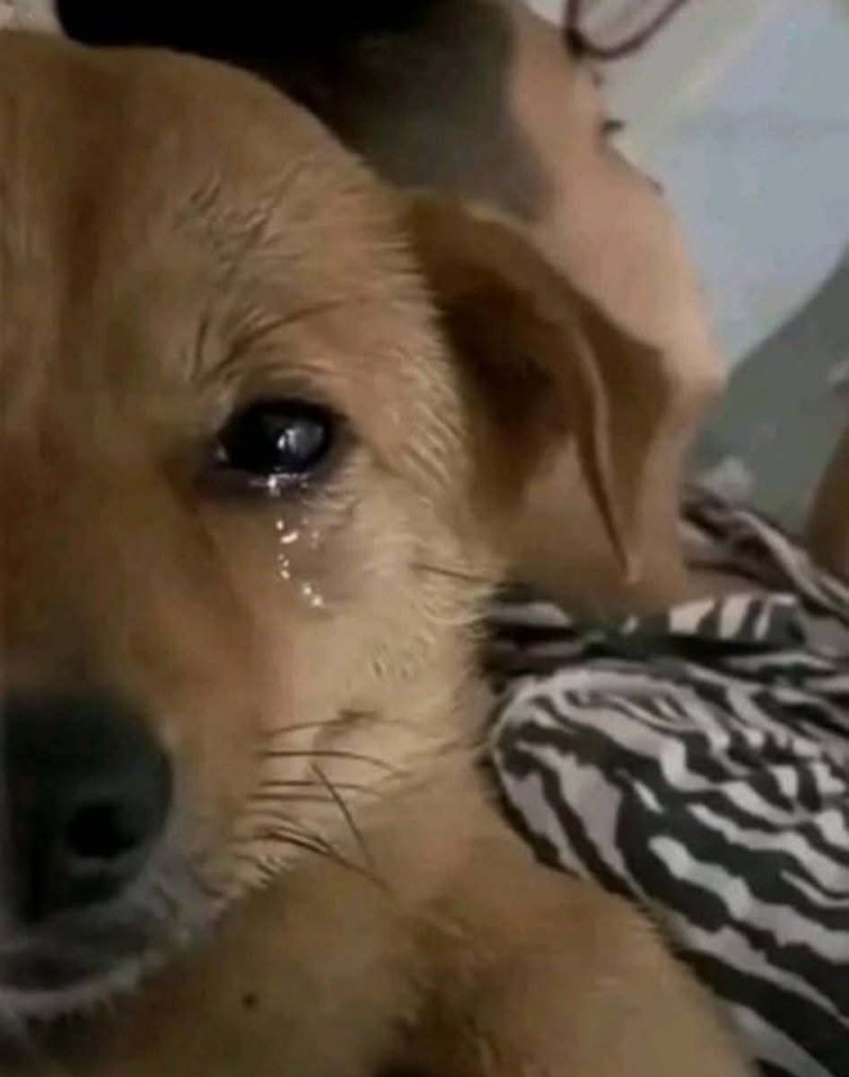 DosPuntosUve tweet media