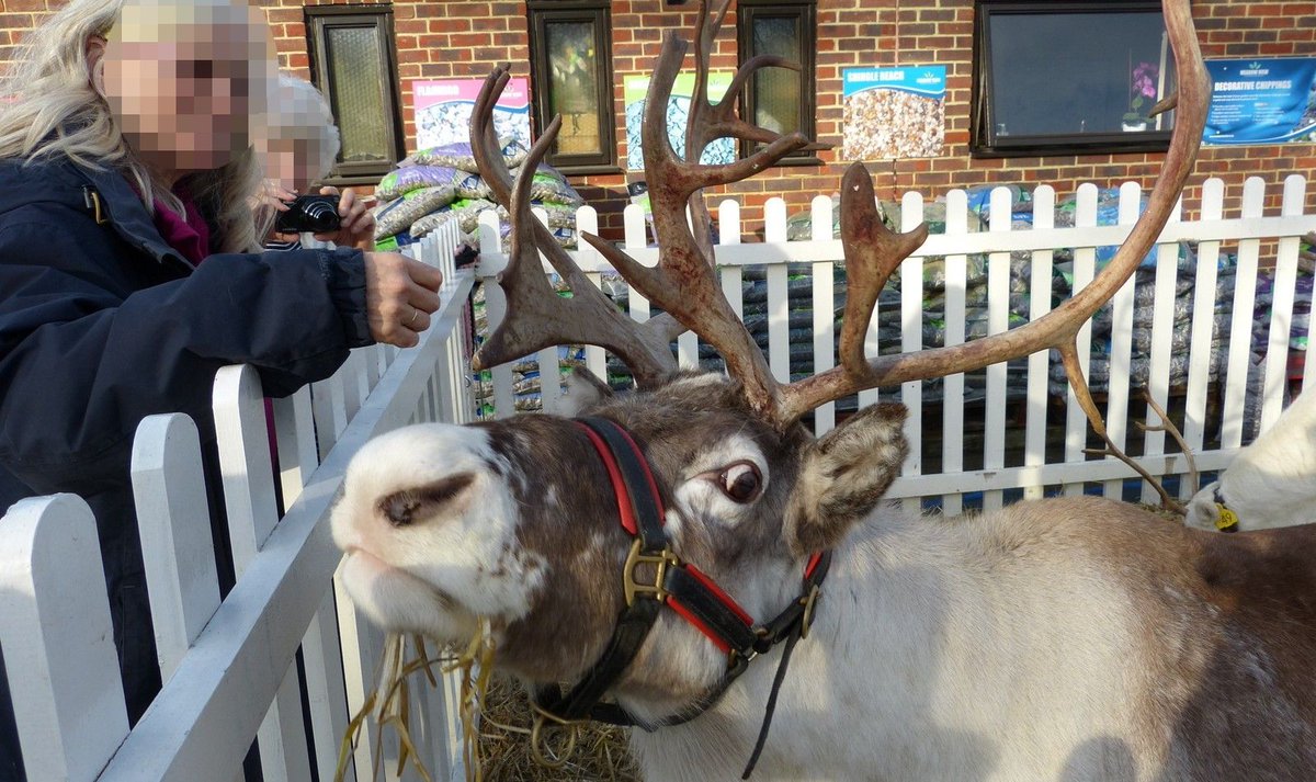 Please don't go to festive events with live Reindeers! They're cruel and treat these animals as mere props!