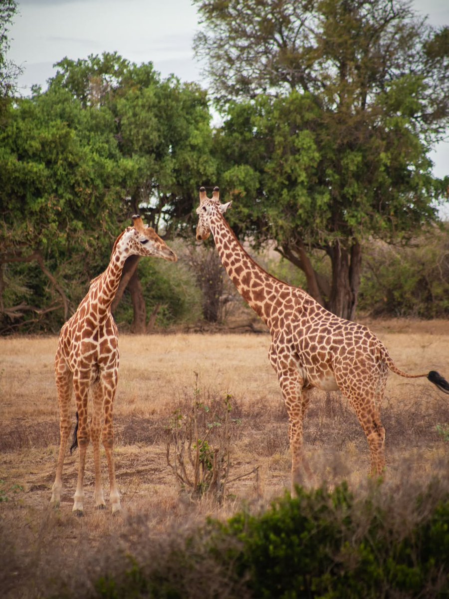 hillsafaris's tweet photo. Witness the giants of Tsavo up close 🐘🦒✨
Let Hill Safaris plan your customised escape into Kenya’s wild beauty.
📧 info.hillsafaris@gmail.com | ☎️ +254106870307 https://t.co/CYV77tlzRQ