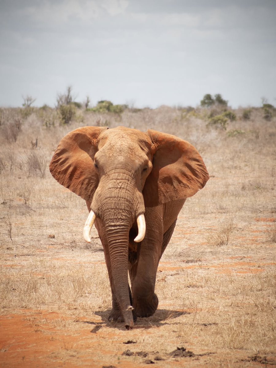 hillsafaris's tweet photo. Witness the giants of Tsavo up close 🐘🦒✨
Let Hill Safaris plan your customised escape into Kenya’s wild beauty.
📧 info.hillsafaris@gmail.com | ☎️ +254106870307 https://t.co/CYV77tlzRQ