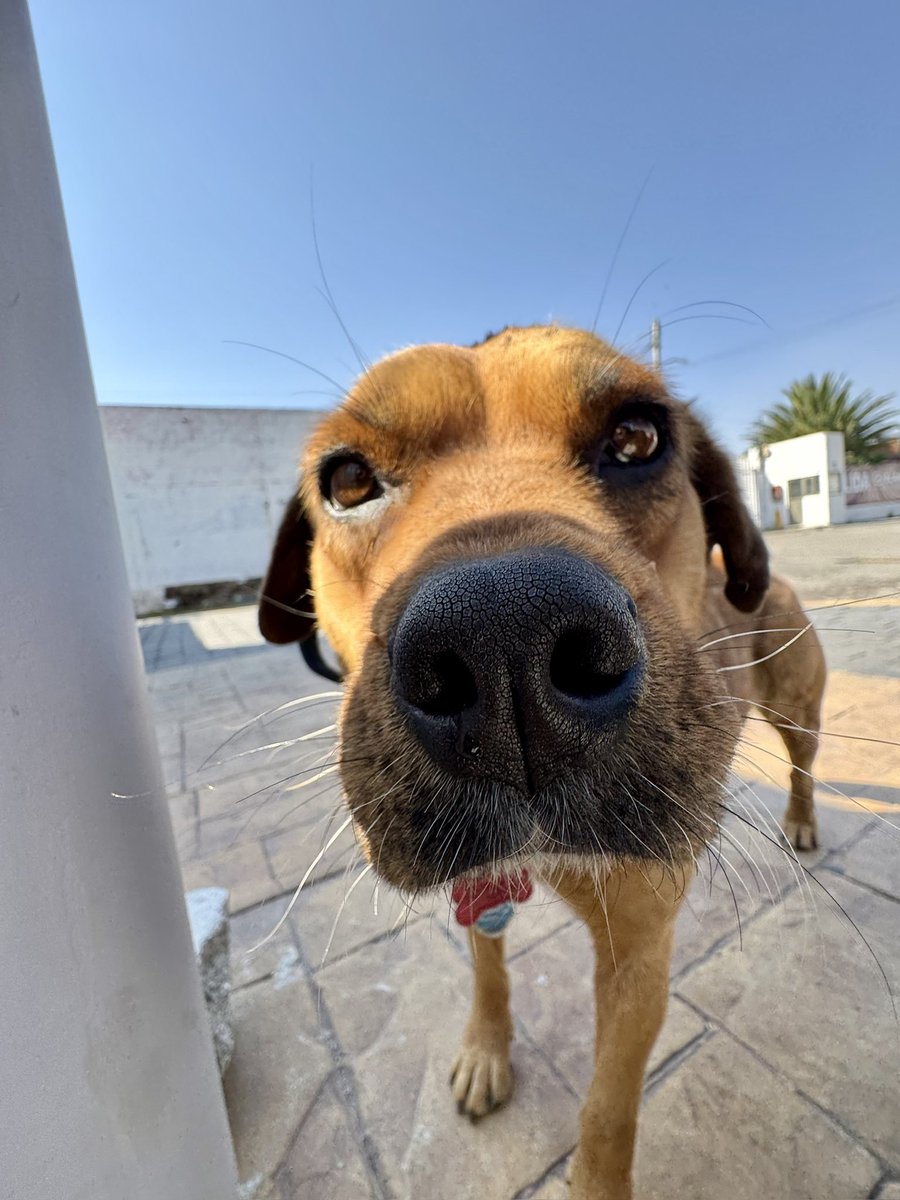 MarcoAranzabal's tweet photo. En la OEEH también tenemos corazones que laten con cuatro patitas. 🐾💛

Pitufina es alegría pura y parte esencial del equipo.

A veces, los mejores ánimos vienen en forma de una cola que se mueve. 💙✨

#LateConOrgullo #OEEH https://t.co/L9bpJxWJjn