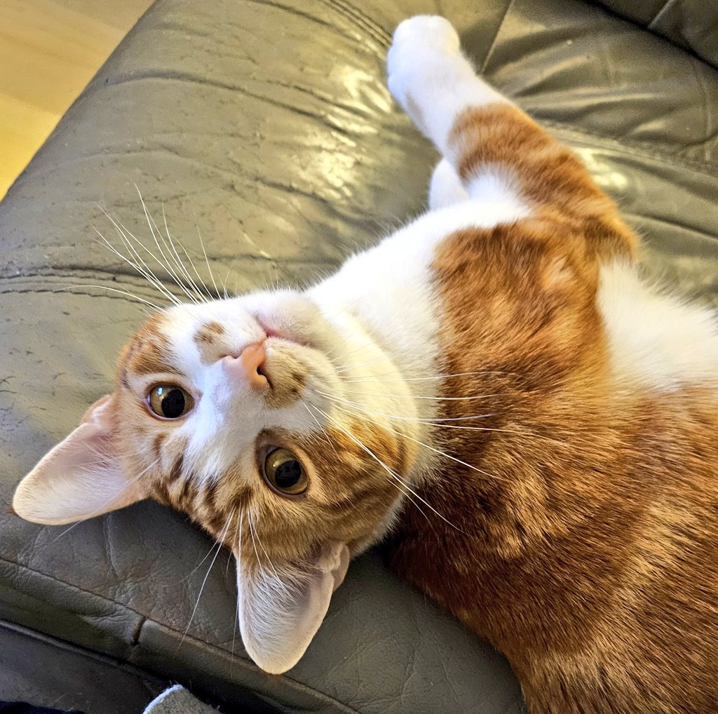 LilyRusty1's tweet image. 🧡😸💕 Goodnight to all my fur friends sweet dreams 💤 love from Rusty 💕😸🧡

#CatsOfTwitter #CatsOnTwitter #Cat #cats