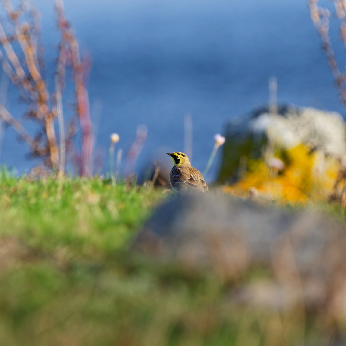 Henrik_Frietsch's tweet photo. Another lifer for me this year a Shore lark (Bärglärka) I must say that see them running together by the shore was a lovely experience photographed by the shore of Barsebäck #ThePhotoHour #BirdsSeenIn2025 #BBCWildlifePOTD #SonyAlpha #birds #wildlifephotography https://t.co/LZ3gydKNmT