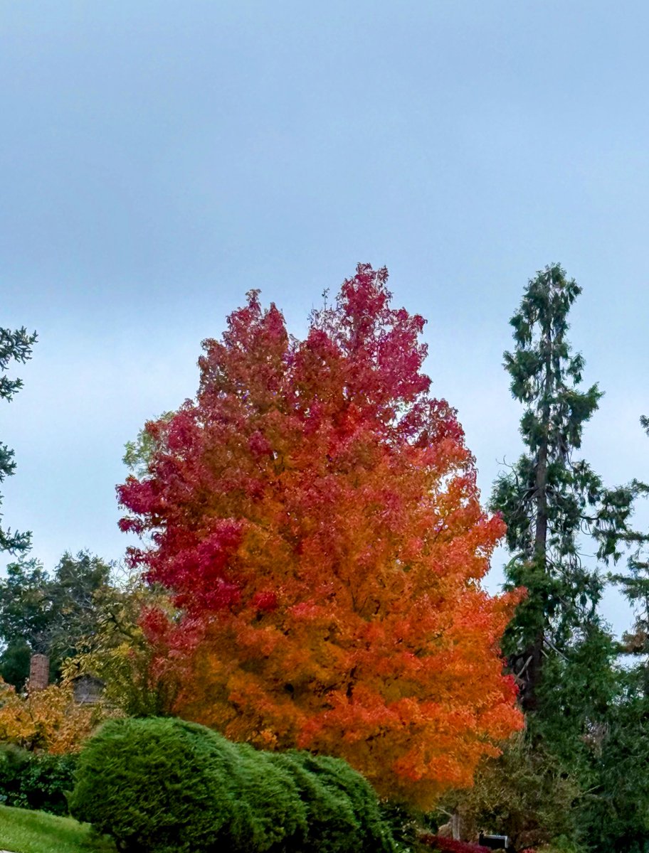 Els colors de la tardor 
dels canvis
del repós 
de la renovació 

Tot el que brilla, no és una estrella
a vegades és el perdre
per renéixer de nou. 

Bona nit, bona gent ✨💫✨