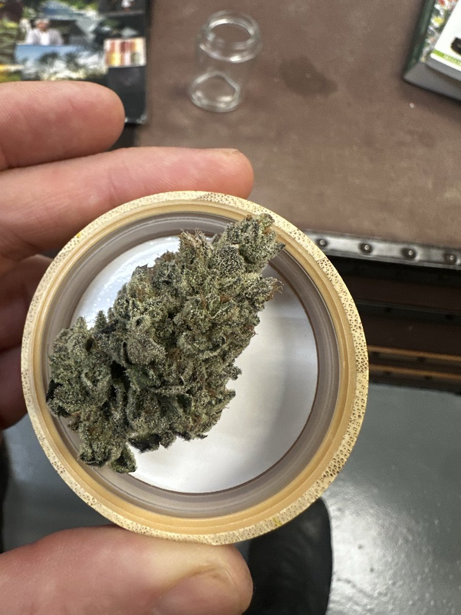 Avocado <a href="/flyinglionseeds/">flying lion research</a>