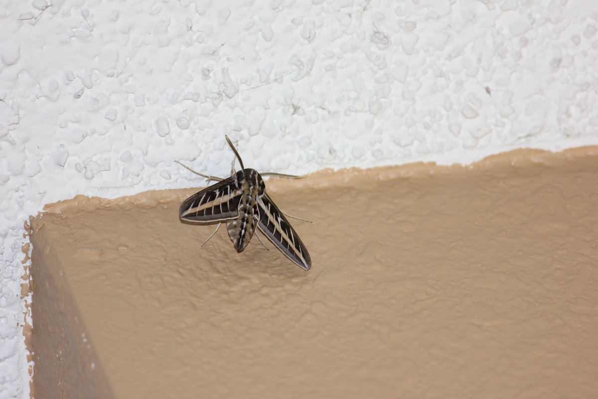 elguerolanchero's tweet image. #misc Enjoy