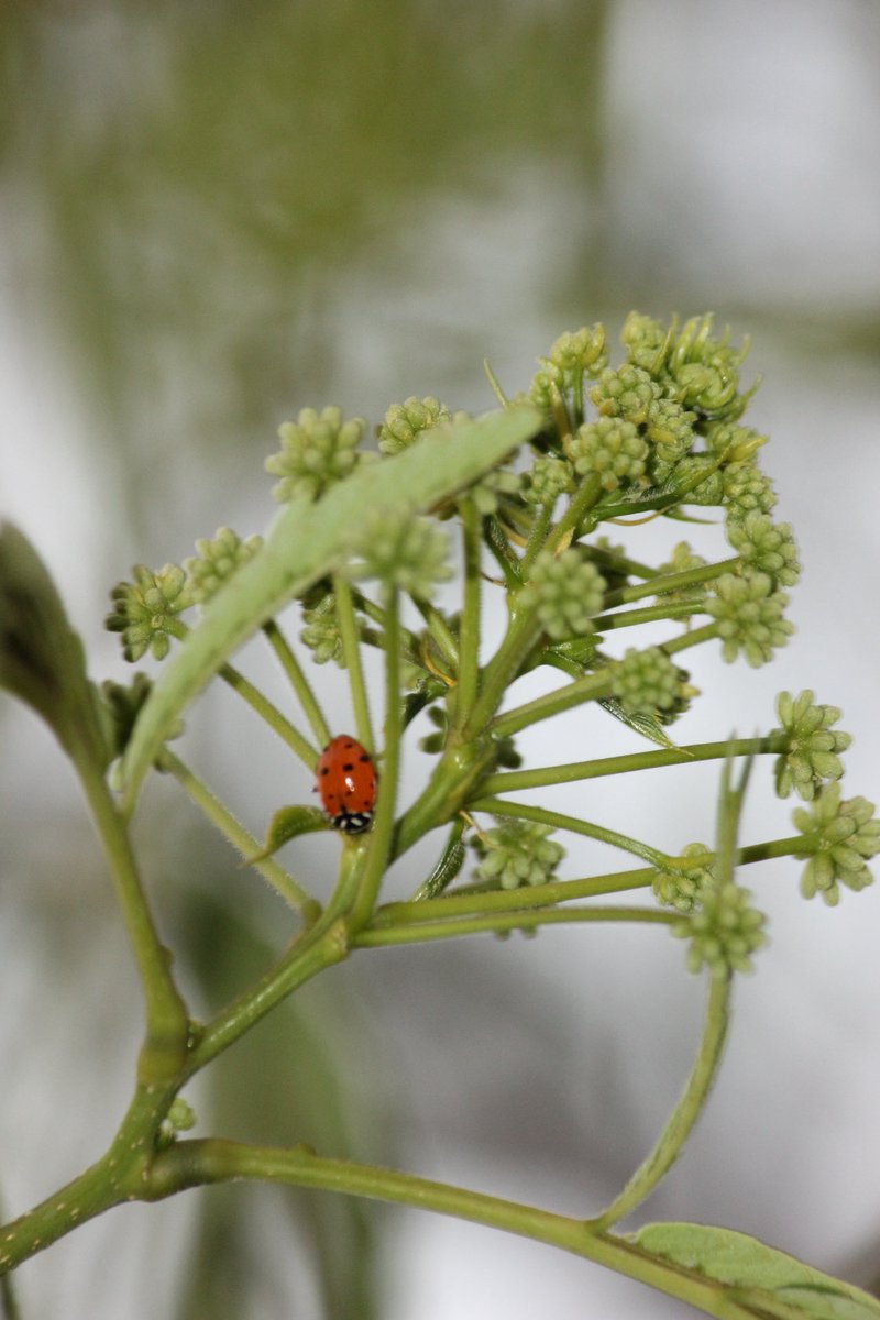 elguerolanchero's tweet image. #misc Enjoy