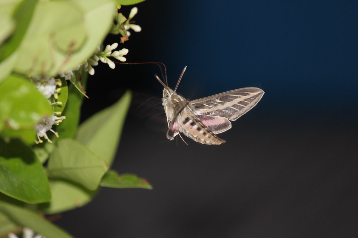 elguerolanchero's tweet image. #misc Enjoy