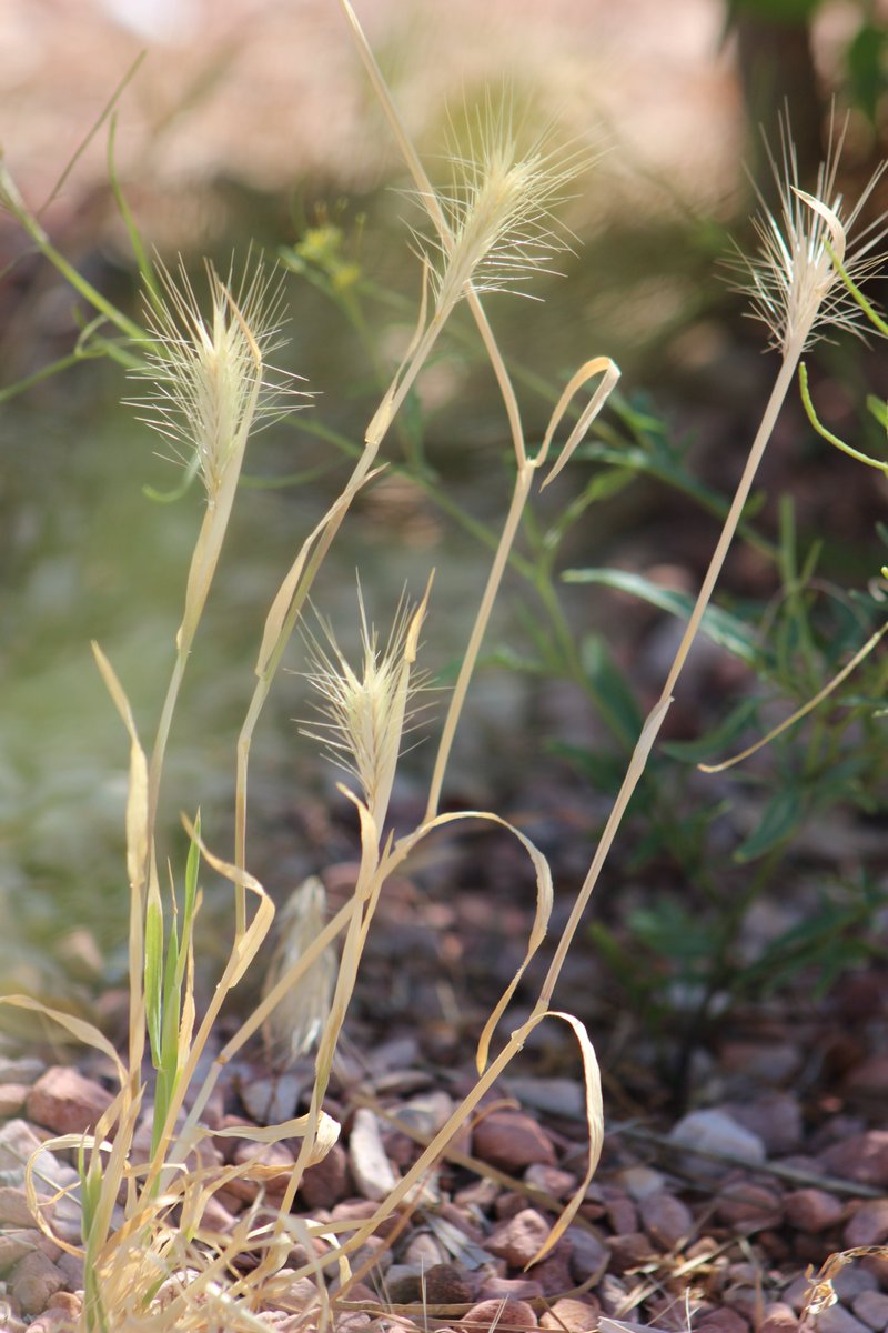 elguerolanchero's tweet image. #misc Enjoy