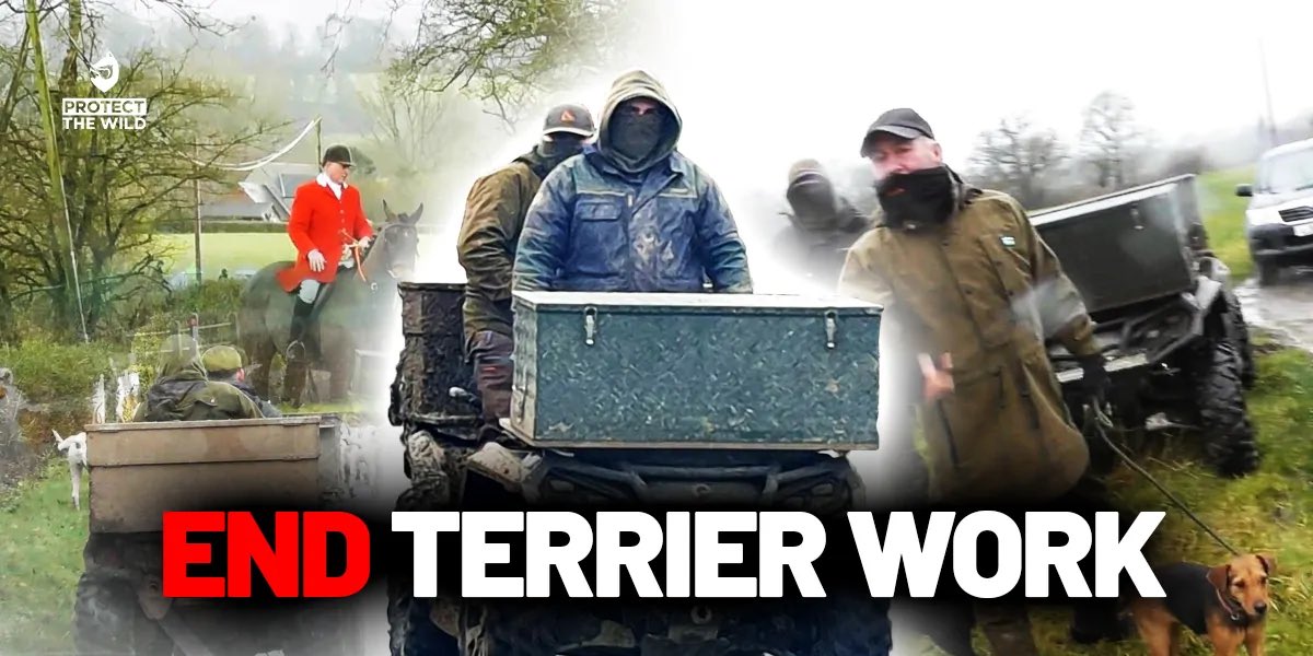 mikecoulson48's tweet image. End Terrier Work - Close the Loophole That Lets Hunts Keep Killing protectthewild.org.uk/end-terrier-wo…