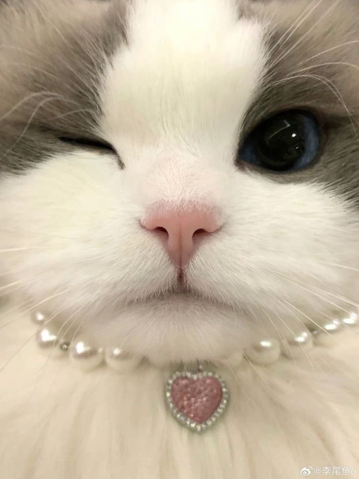 jimluvsohm's tweet image. ชีเหมือนแมวสวยๆหยิ่งๆมาก น่ารักอะ 🩷

⋆ 𐙚 ̊.  #ohmkrit  ༘⋆.