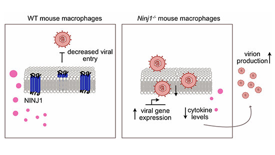 And it’s out! Here’s our story looking at a new role for ninj1 preventing hsv-1 endocytic entry into mouse macrophages. Nothing like viruses to teach you new things about proteins you thought you understood! <a href="/emboreports/">EMBO Reports</a> 

embopress.org/doi/full/10.10…