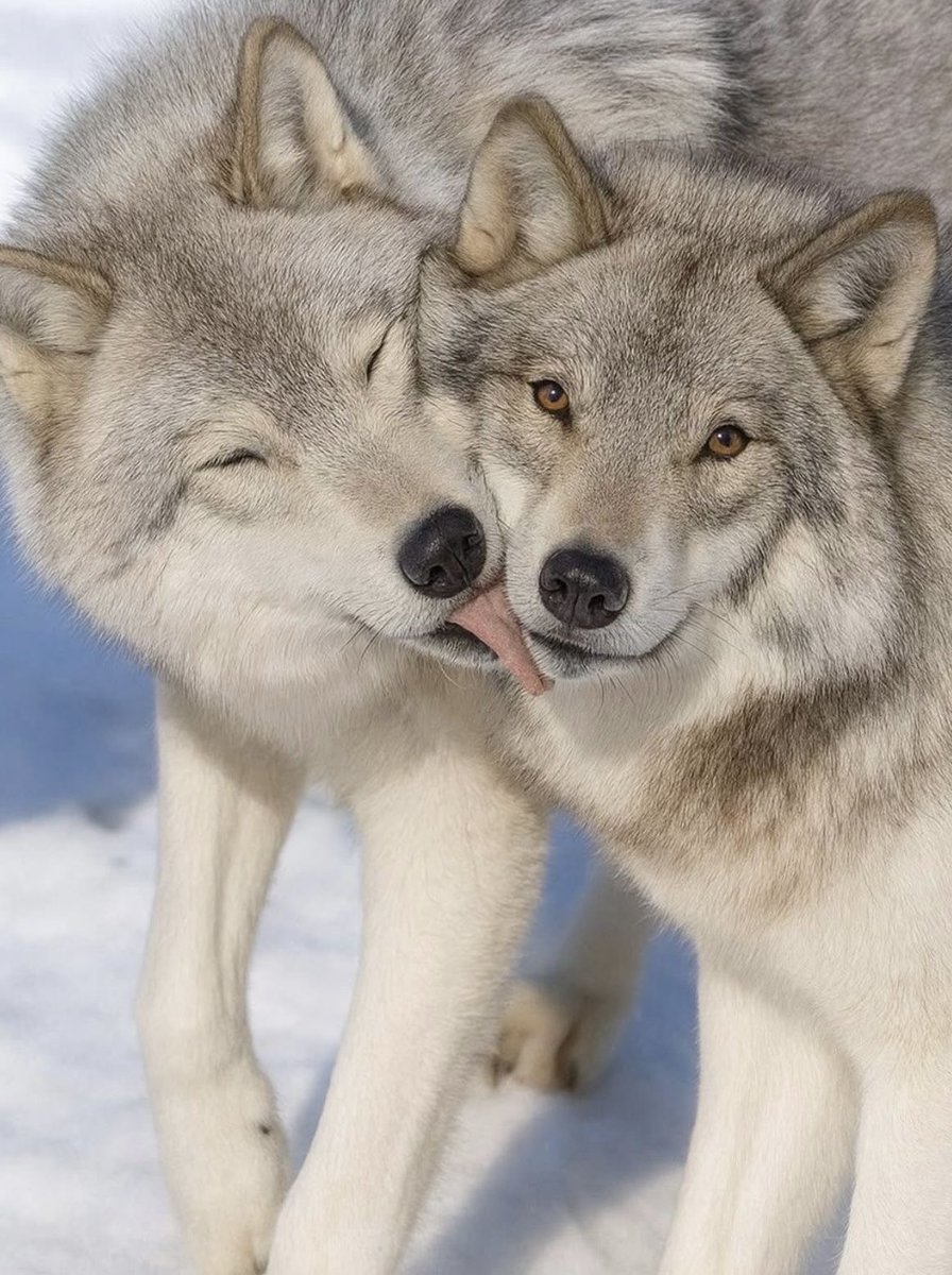 Wolf (@wolflope) on Twitter photo 