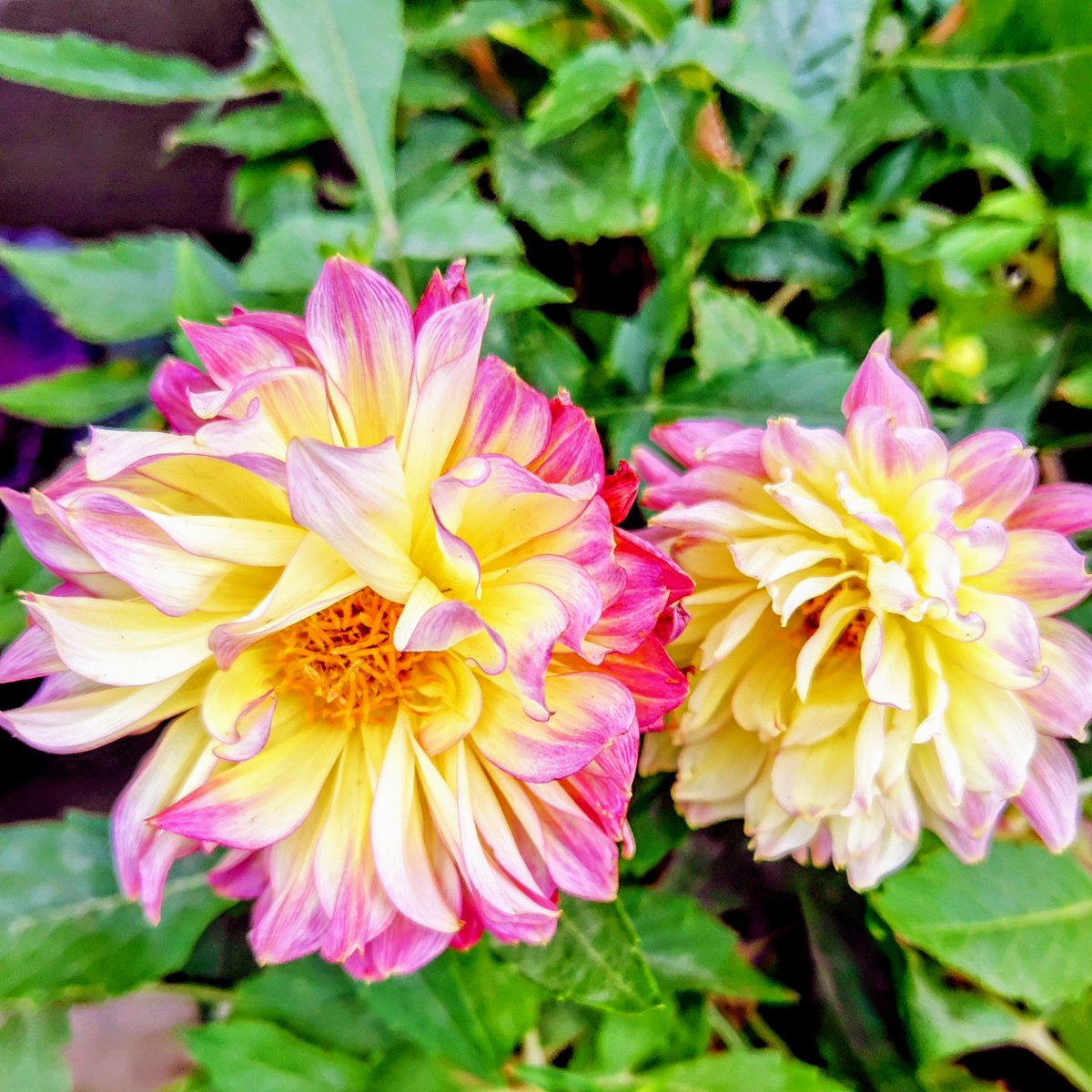 おはよ🩷三連休初日楽しも♡いい夫婦の日､回転寿司記念日~普段忘れがちだけどパートナーに感謝しﾖ!
でも回転寿司には行かないwヤッパ沢山食べるのが目的だと思うが前ほど食べられない💦で､円安に歯止めがきかない…現政権もうチョッと上手くやれないの?信者に甘やかされてるうちにヤバイヨヤバイヨw