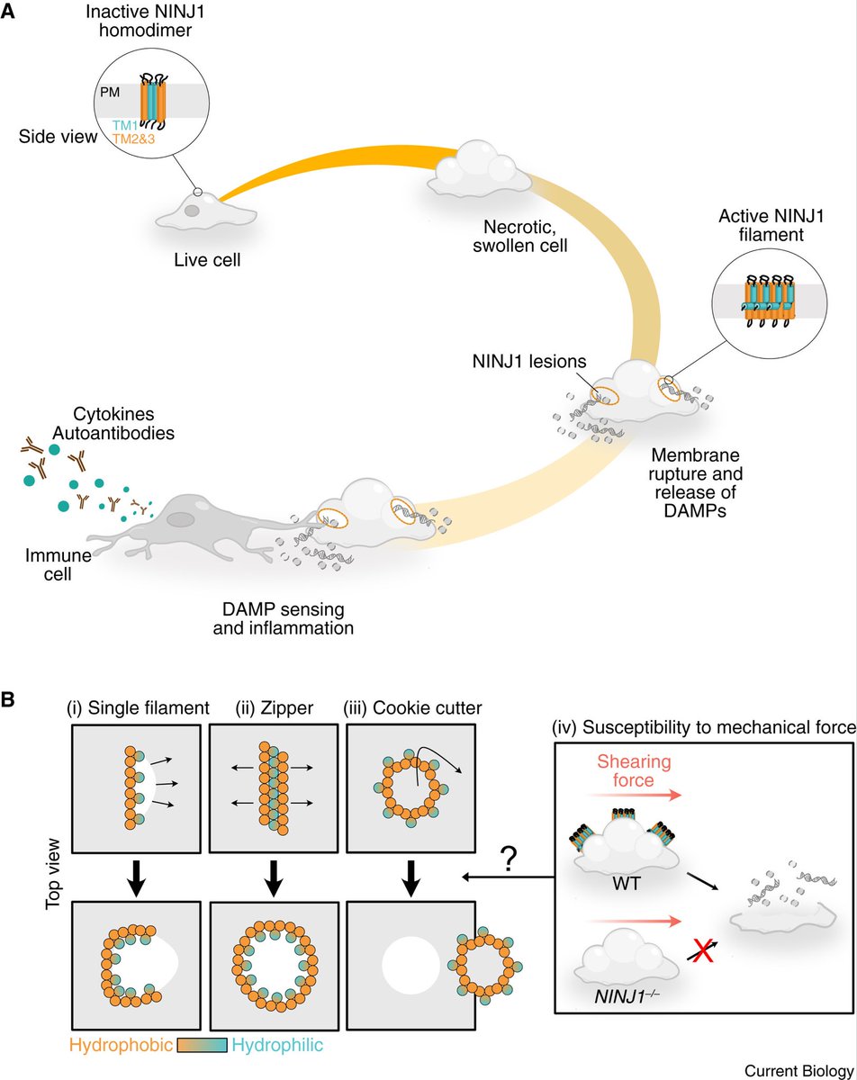 What a week! Here’s a review Elliott and I co wrote with Petr as a primer on ninj1 and how it works #celldeath <a href="/CurrentBiology/">Current Biology</a> <a href="/EBernard1993/">Elliott Bernard</a> <a href="/broz_lab/">Broz Lab</a> 

cell.com/current-biolog…