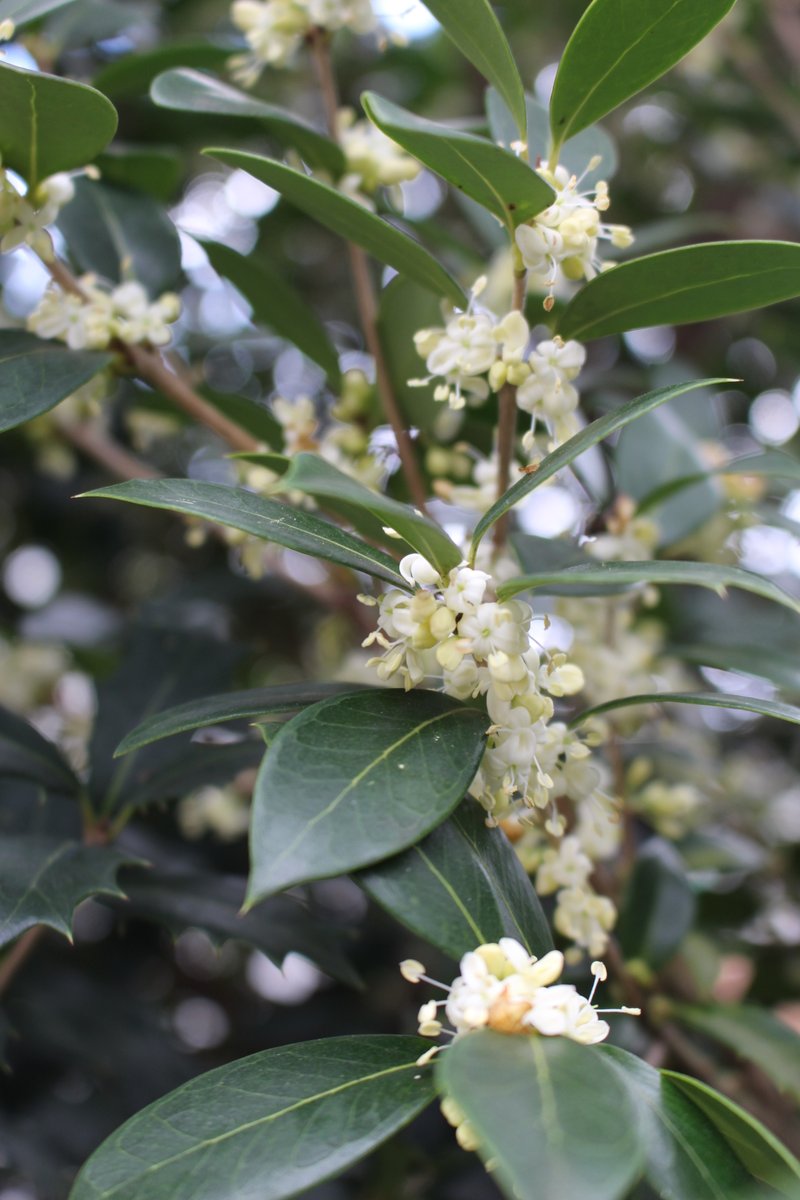 filter:images 向日市 AND ひまわり OR ヒマワリ OR 向日葵