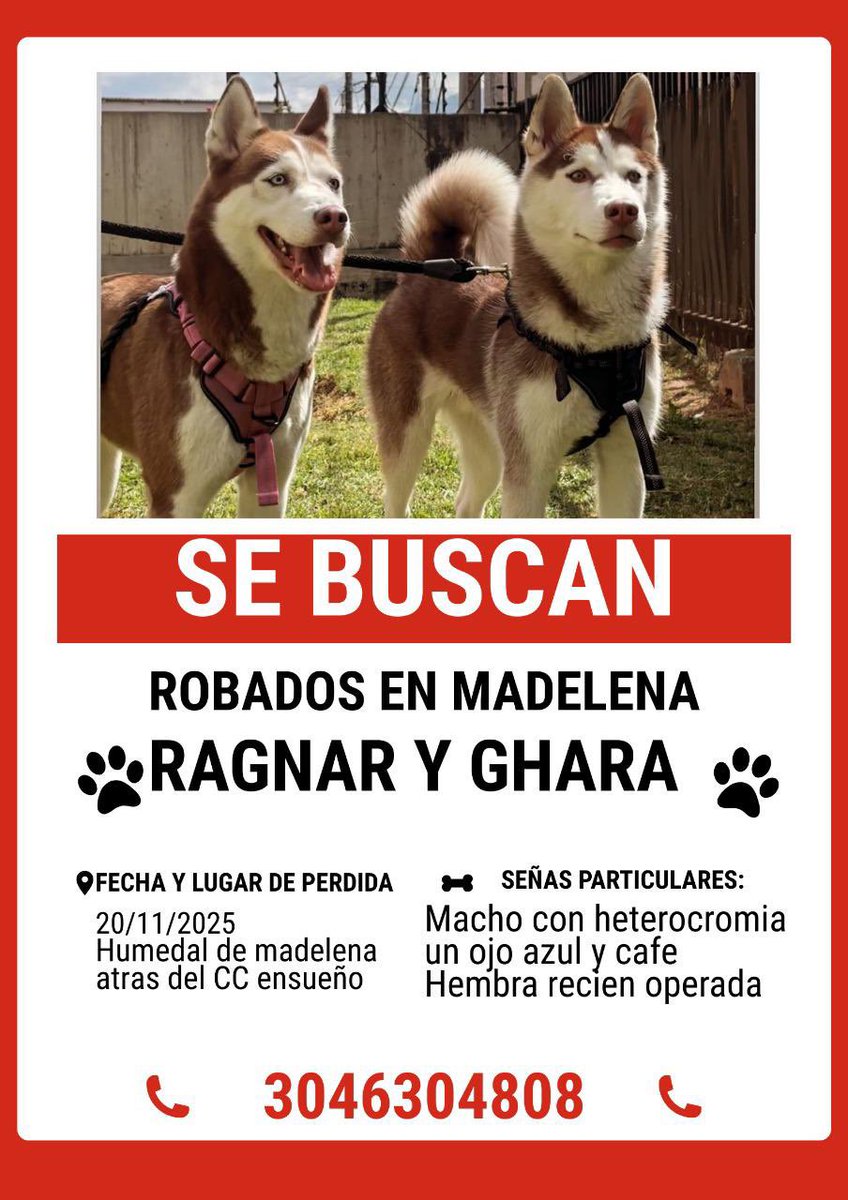 Se robaron a estos hermanitos en Bogotá 💔 Gracias por difundir 🙏🏻 <a href="/PoliciaBogota/">Policía Metropolitana de Bogotá</a> 

La perrita está esterilizada (por si acaso los malditos ladrones la quieren para explotarla).