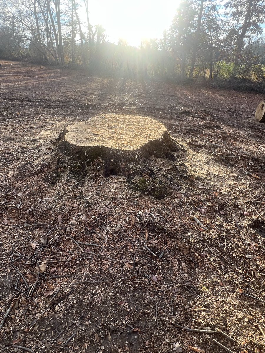 Rooted In Grace Stump Co. 🪵 (Robby) tweet media