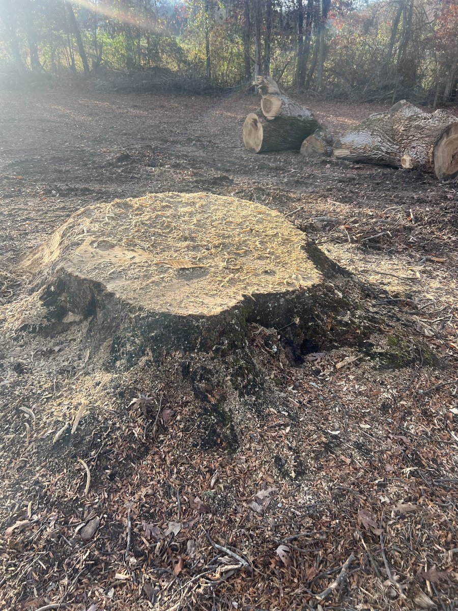 Rooted In Grace Stump Co. 🪵 (Robby) tweet media