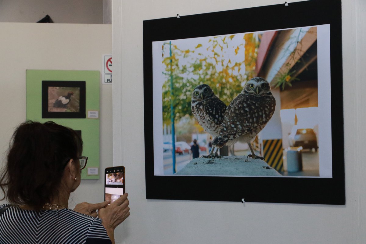 SoyUnison's tweet image. Con el corte de listón en la Sala de Historia Leo Sandoval, el Museo Regional Unison inauguró la exposición “Mujeres, aves y naturaleza”, colección compuesta por 40 trabajos, los cuales fueron realizados por 17 integrantes del colectivo Mujeres entre Aves: unison.mx/nota/?idnoti=3…