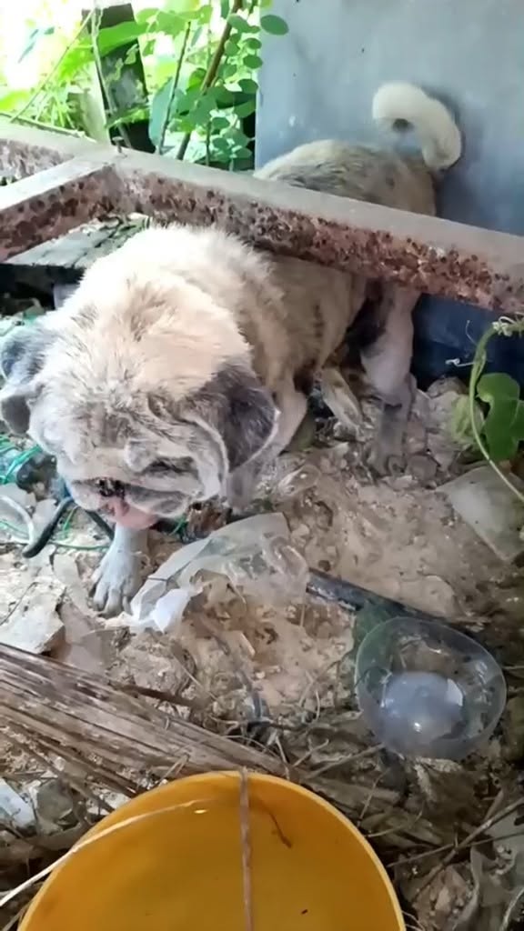 soidogthailand's tweet image. สุดเวทนา‼️น้องหมาแก่ป่วยหนักตาใกล้บอดถูกพามาปล่อยทิ้ง ยืนรอเจ้าของอยู่ริมทางอย่างไร้ความหวัง... ซอยด๊อกเร่งช่วยเหลือสุนัขพันธุ์ปั๊ก เพศเมีย อายุราว 8 ปี ที่ถูกพบหลังจากถูกคนพามาปล่อยทิ้ง ร่างกายอิดโรย ตาทั้งสองข้างเริ่มมองไม่เห็นและกำลังป่วยหนัก ตอนนี้น้องอยู่ที่มูลนิธิฯแล้ว