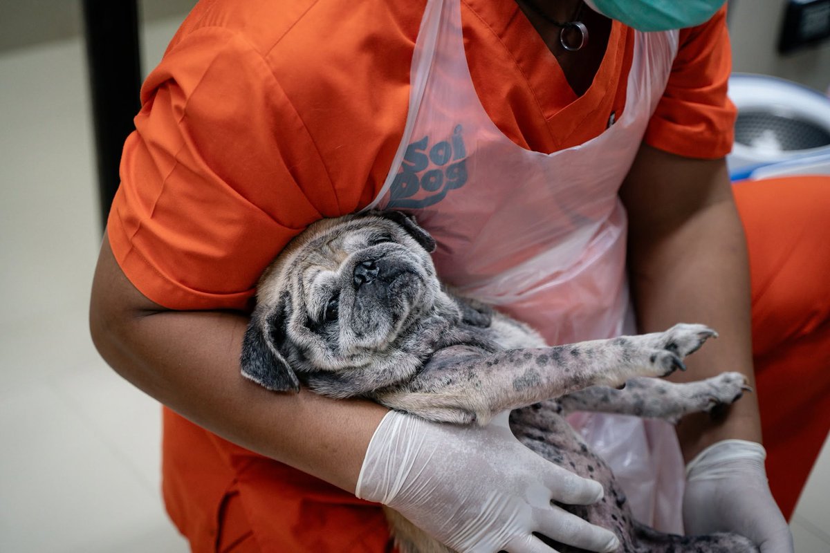 soidogthailand's tweet image. สุดเวทนา‼️น้องหมาแก่ป่วยหนักตาใกล้บอดถูกพามาปล่อยทิ้ง ยืนรอเจ้าของอยู่ริมทางอย่างไร้ความหวัง... ซอยด๊อกเร่งช่วยเหลือสุนัขพันธุ์ปั๊ก เพศเมีย อายุราว 8 ปี ที่ถูกพบหลังจากถูกคนพามาปล่อยทิ้ง ร่างกายอิดโรย ตาทั้งสองข้างเริ่มมองไม่เห็นและกำลังป่วยหนัก ตอนนี้น้องอยู่ที่มูลนิธิฯแล้ว