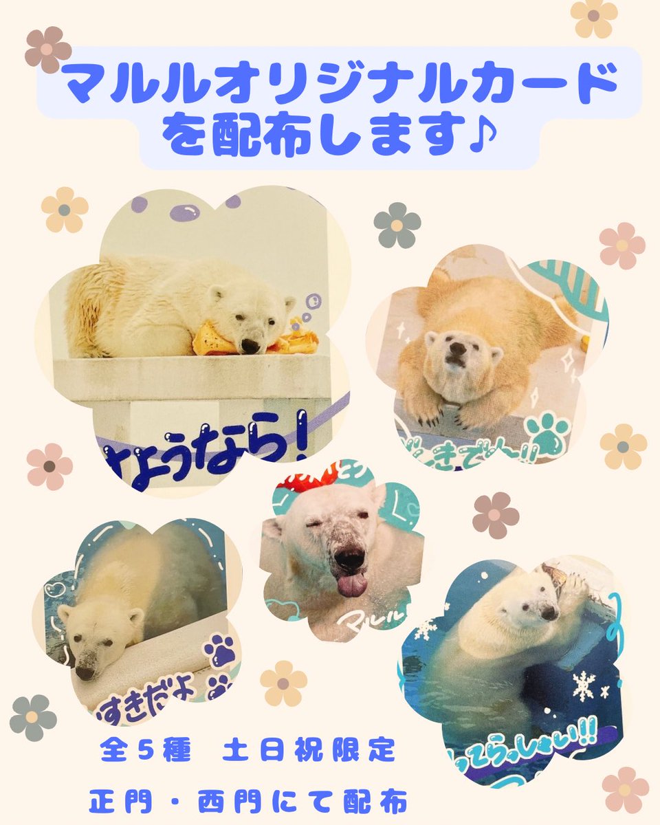 『マルルオリジナルカード』を配布します！

12/8にお引越しする、ホッキョクグマのマルル。
マルルを愛してくださったみなさまへの感謝と、マルルへの気持ちを込めて作りました。

土日祝限定です。

入手方法など、詳細はコチラ⬇️
ezooko.jp/kiji/pub/detai…

#熊本市動植物園
#マルルオリジナルカード