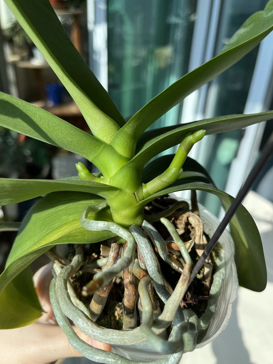 고사리집사 tweet media