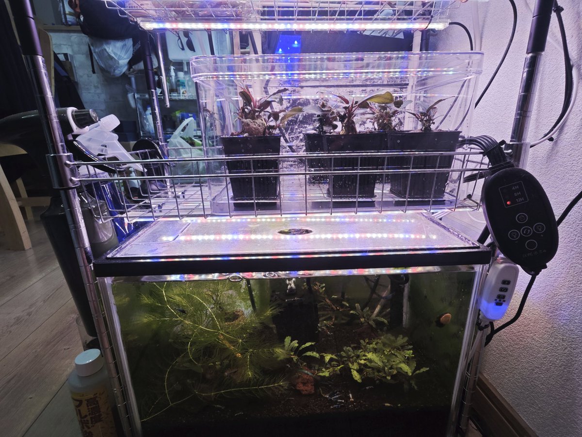 untaebi's tweet image. っぱコレよな🌿
ダイソーしか勝たん