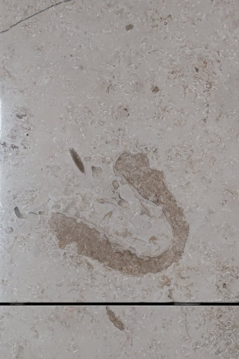 この産業貿易センター浜松町館、化石まみれじゃありませんか！

これは1階
1枚目 オウム貝らしいです 入口の横
2枚目 忍ってますね 忍石 ローソン横の壁
3枚目 なんかでっかいの ローソン横の壁

待ち時間退屈しないᐠ( ᐢ ᵕ ᐢ )ᐟﾔｯﾀｰ

 #街化石
 #街の中で見つかるすごい石 
 #浜松町石フリマ