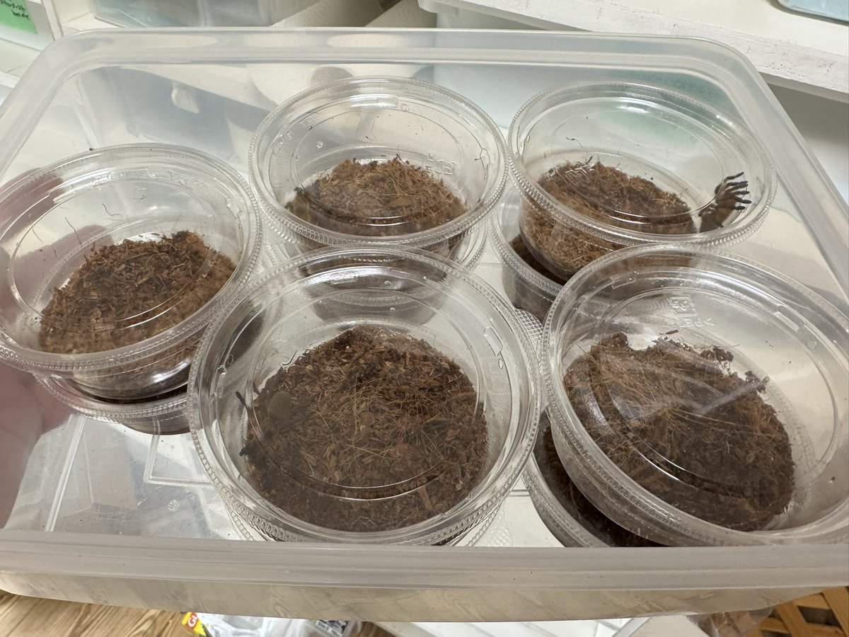 tantan_python's tweet image. 老眼パッキングおわり(怒)！！